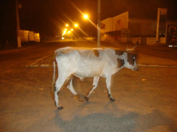 Flagra: Vaca nas ruas do centro de Floriano(Imagem:reda&ccedil;&atilde;o)