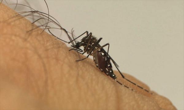 Casos de dengue seguem em alta e já atingem 201 municípios no Piauí; aumento de 734%