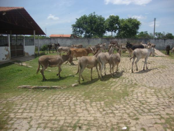 PRF apreende animais soltos na regi&atilde;o de Floriano.(Imagem:FlorianoNews)