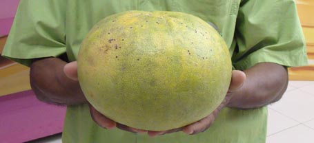 Laranja gigante colhida em Corrente pode chegar a pesar dois quilos
