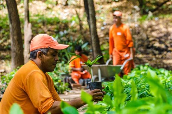 Projeto resgata árvores frutíferas em praças para evitar extinção.(Imagem:Cidadeverde.com)