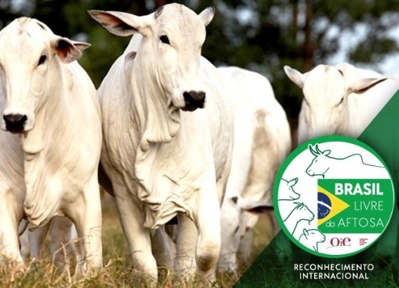 Brasil recebe certificação de país livre da febre aftosa com vacinação