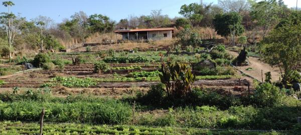 Parceria entre prefeitura e Rotary Club, contribui com a comercializa&ccedil;&atilde;o de hortali&ccedil;as(Imagem:FlorianoNews)