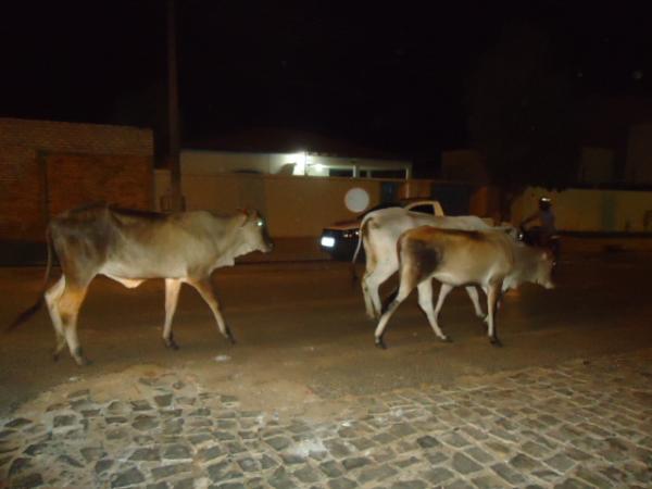 Animais soltos oferecem riscos para condutores em vias de Floriano
