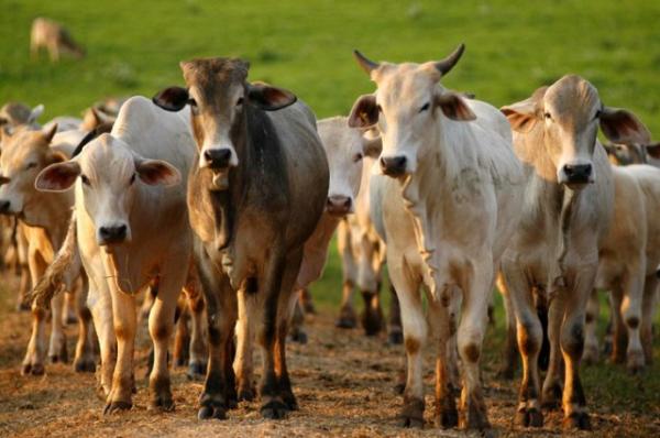 ADAPI de Floriano destaca importância da exportação de carne para o Brasil