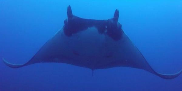 Exemplar de raia-manta que foi atingido por peda&ccedil;o de rede de pesca. &Eacute; poss&iacute;vel ver resultado do ferimento ao lado do olho direito do animal.(Imagem:Divulga&ccedil;&atilde;o/Thomaz Monteiro)