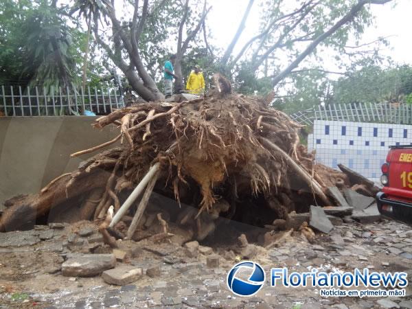 Chuva derruba árvore centenária em Floriano.(Imagem:FlorianoNews)