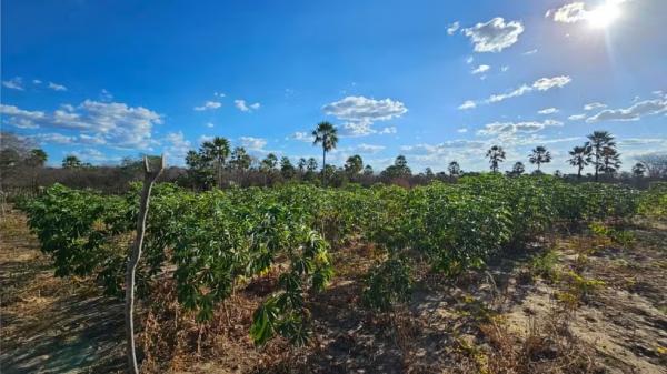 Projeto testa cultivo de carna&uacute;ba com alimentos para ampliar renda de fam&iacute;lias no Piau&iacute;.(Imagem:Jessika Sampaio)