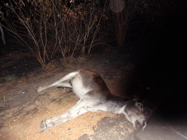 Animais na pista provocam acidente na PI 05.(Imagem:FlorianoNews)