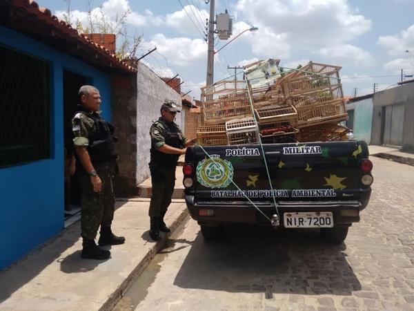 P&aacute;ssaros silvestres s&atilde;o encontrados pela pol&iacute;cia ambiental dentro de resid&ecirc;ncia em Teresina.(Imagem: Divulga&ccedil;&atilde;o/PM)