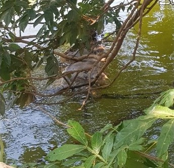 Corpo em decomposição é encontrado em rio na zona rural de Barão de Grajaú