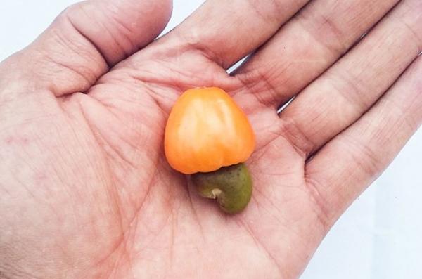 Projeto resgata árvores frutíferas em praças para evitar extinção.(Imagem:Cidadeverde.com)