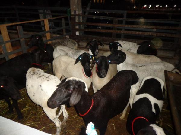 Encerrada com sucesso a 43ª Exposição Feira Agropecuária e 1ª Agrosul de Floriano