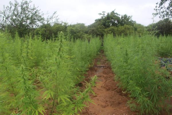 PM localiza plantação de aproximadamente 100 mil pés de maconha no Piauí