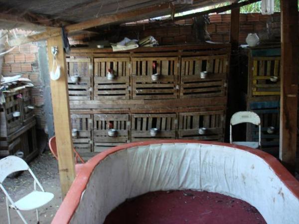 Pol&iacute;cia apreende 49 galos de briga e 9 p&aacute;ssaros silvestres em Floriano.(Imagem:FlorianoNews)