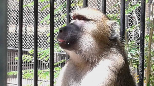 Parque Zoobotânico de Teresina ganha macaca do Zoológico de Recife