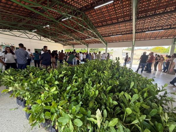 Desde 2023, o programa já alcançou 179 municípios piauienses, com a distribuição de mais de 3,1 milhões de mudas frutíferas e nativa.(Imagem:Ascom Semarh)