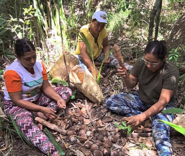 No Piau&iacute;, quebradeiras v&atilde;o criar primeira f&aacute;brica de sabonetes artesanais feitos com &oacute;leo de coco baba&ccedil;u(Imagem:Divulga&ccedil;&atilde;o)
