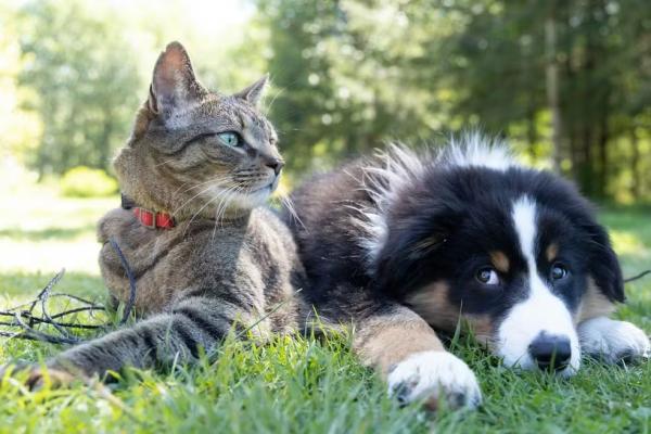 Gato e cachorro(Imagem:Andrew S/Unsplash)