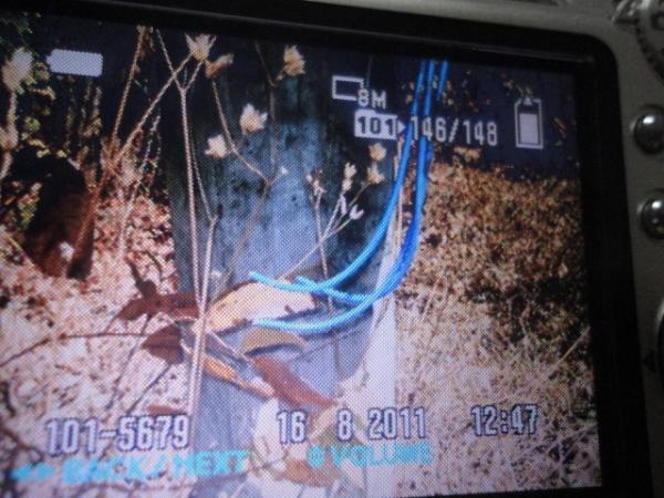 Siso el&eacute;trico(Imagem:Florianonews)