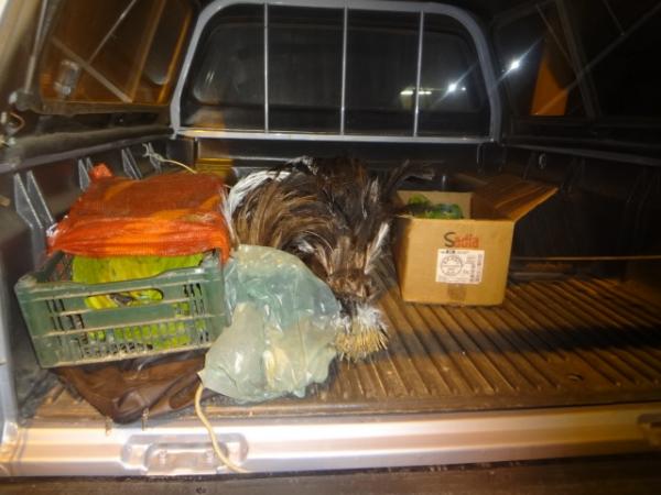 Opera&ccedil;&atilde;o conjunta faz apreens&atilde;o de animais silvestres.(Imagem:FlorianoNews)