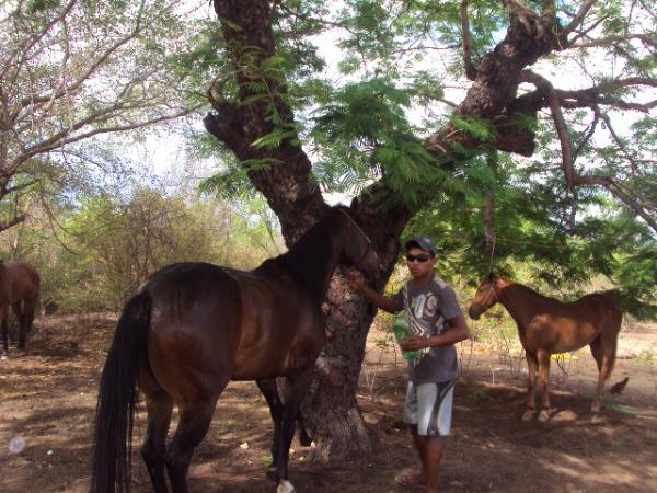 Cavalos(Imagem:reda&ccedil;&atilde;o)