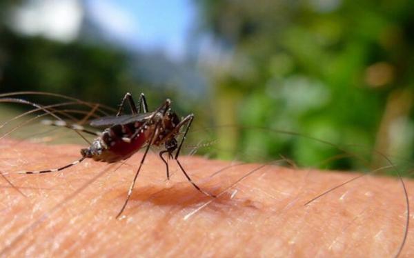 Sesapi reforça ações de combate à dengue e adota medida emergencial contra aumento