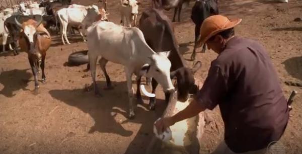 Criadores atingidos por queimadas sofrem com a falta de água no Piauí
