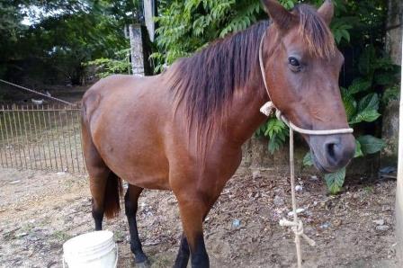 Idoso é preso após ser flagrado fazendo sexo com égua