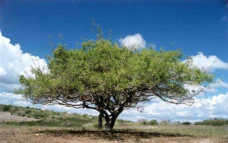 Plantas da Caatinga podem ajudar a combater mosquito Aedes aegypti
