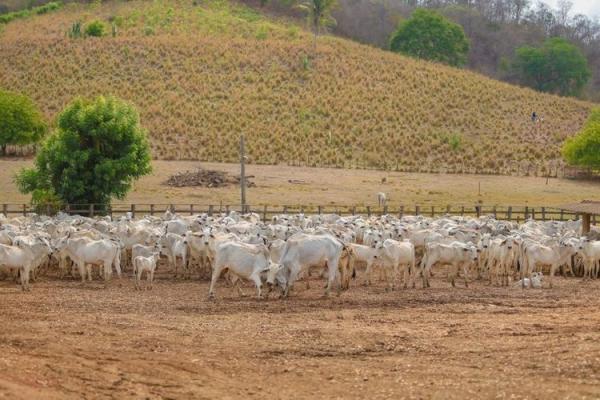 Segunda etapa da Campanha de Vacina&ccedil;&atilde;o contra Aftosa &eacute; prorrogada at&eacute; 30 de dezembro.(Imagem:Divulga&ccedil;&atilde;o)