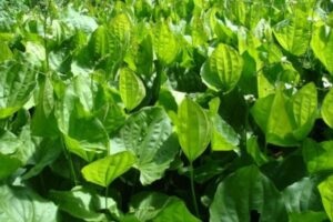 Chapéu de couro planta