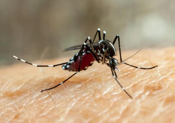 Piauí tem redução nos casos notificados de dengue, zika e chikungunya