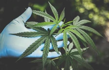Anvisa autoriza venda de remédio à base de maconha no Brasil