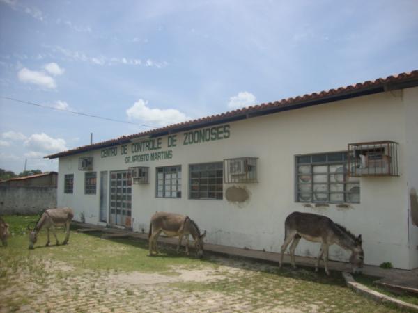 PRF apreende animais soltos na região de Floriano