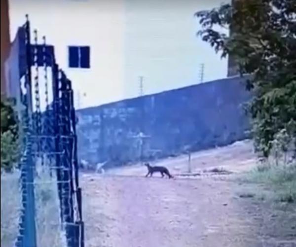 Raro e em extinção, gato-mourisco tenta entrar em condomínio de luxo em Teresina
