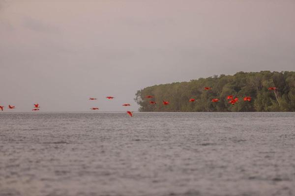 Revoada dos Guar&aacute;s (Imagem:Thiago Amaral)