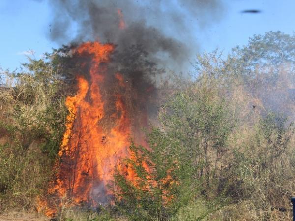 Queimadas s&atilde;o comuns neste per&iacute;odo do ano em Teresina.(Imagem:Catarina Costa/G1)