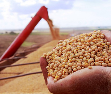Piauí cai para 19º no ranking do valor total da produção agrícola no país