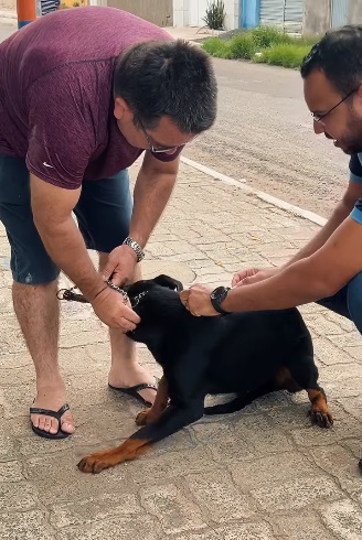 Campanha de Vacinação Antirrábica imuniza 1.500 cães e gatos em Barão de Grajaú