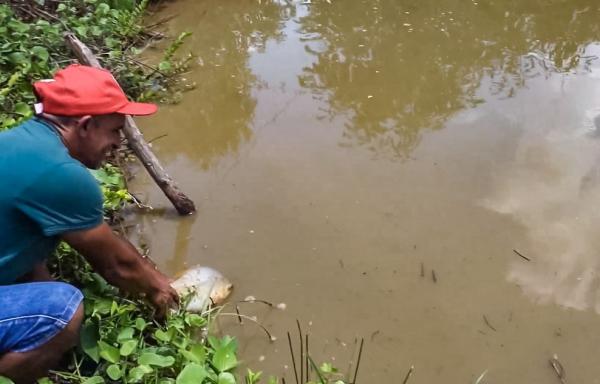 Secretaria da Agricultura Familiar distribuiu mais de 2,5 milhões de alevinos e ação reforça apoio à piscicultura no Piauí(Imagem:Divulgação)