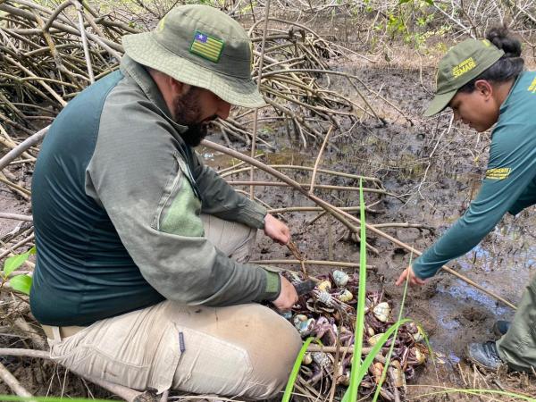 Período de defeso: Semarh realiza maior apreensão de caranguejos-uçá durante operação no litoral do Piauí(Imagem:Ascom Semarh)
