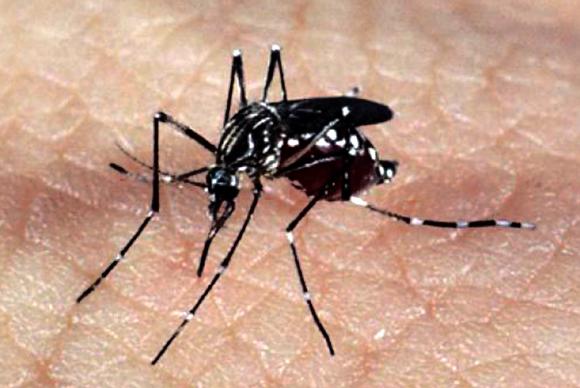 Procon discute uso de inseticidas no combate ao mosquito Aedes aegypti