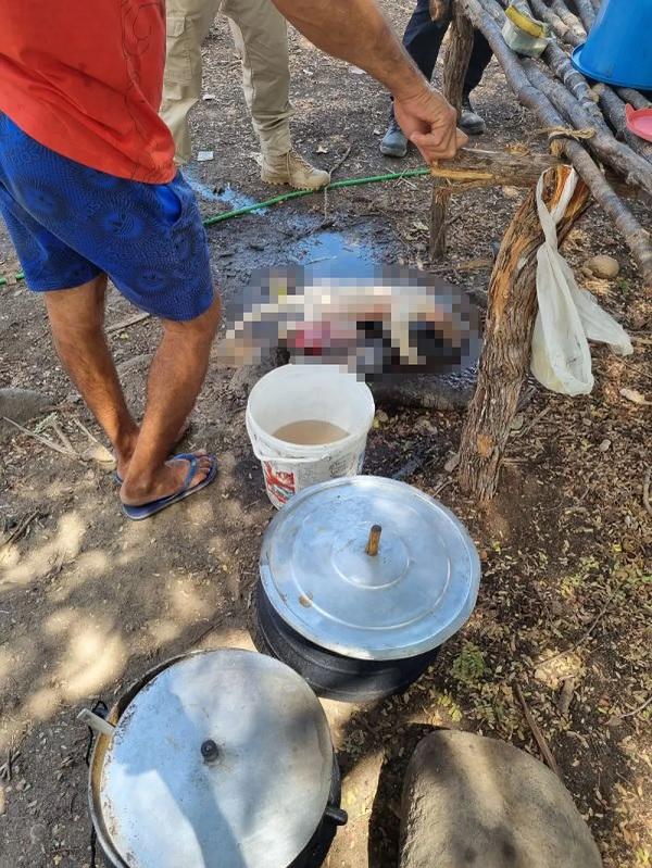 Trabalhadores resgatados em situação análoga à escravidão são flagrados comendo tamanduás no Piauí