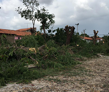 Praça no Saci tem todas as árvores cortadas por morador