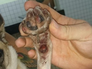 Amarrada a moto, cadela é arrastada e piloto é detido no Piauí