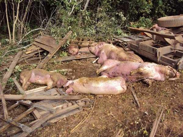 V&aacute;rios porcos morreram no local do acidente(Imagem:Divulga&ccedil;&atilde;o)