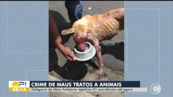 Mais de 40 casos de violência contra animais foram registrados desde janeiro no Piauí