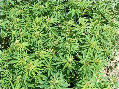 Piauí é um novo estado produtor de maconha, revela delegada