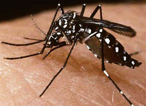 Piauí tem 11 cidades na lista do Ministério da Saúde para risco de infestação de dengue